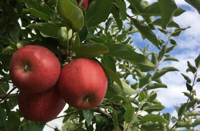 Three ripe, red apples hang from a tree. 