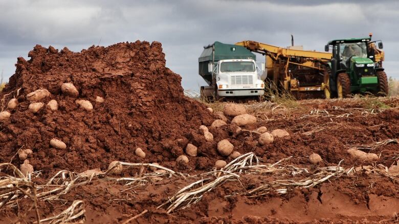 A pile of potatoes left in a field 