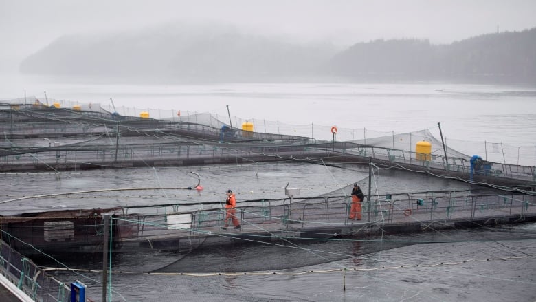 sea farm with nets