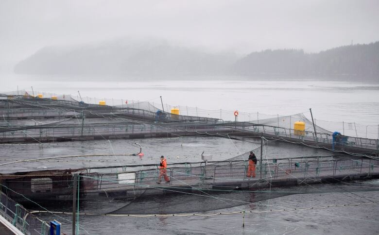 sea farm with nets