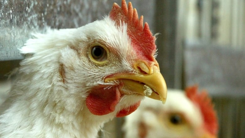 A closeup of a chicken in a pen.