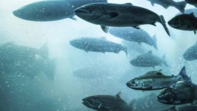 An underwater shot of a school of silvery fish.