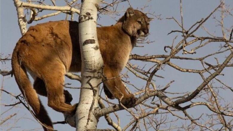 A cougar in a tree is seen in this file photo.