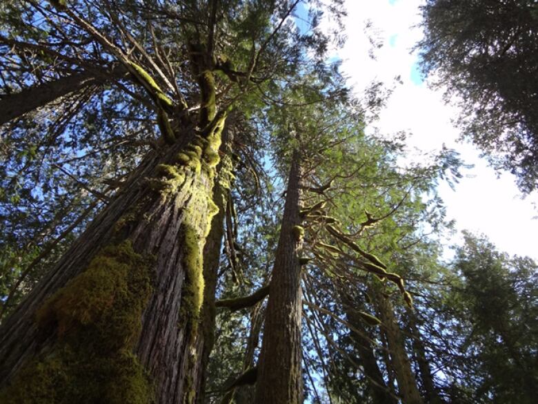 Big trees tower in the sky.