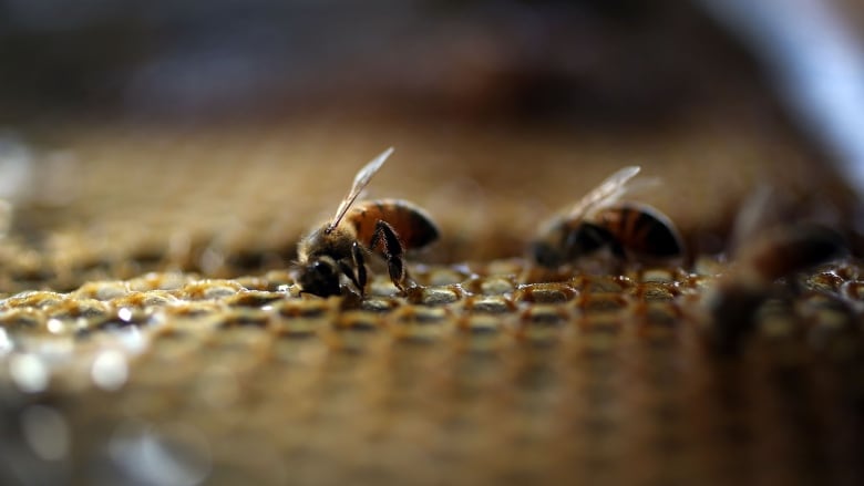 Close-up of a honeybee landing on a honeycomb.