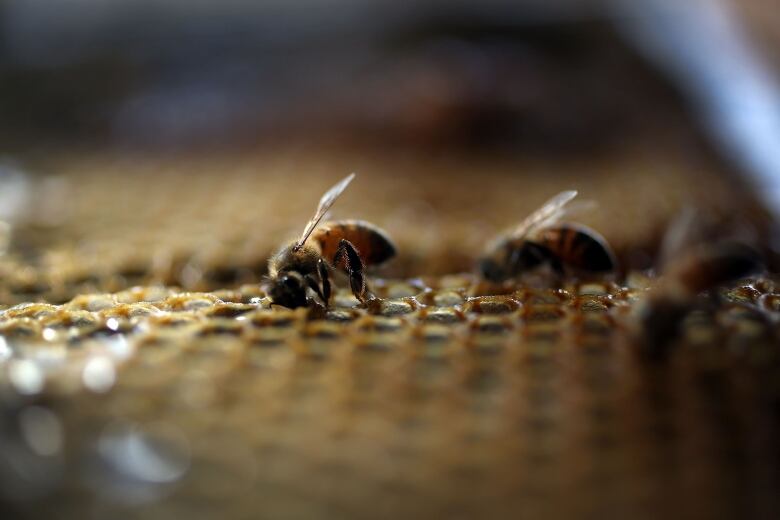 Close-up of a honeybee landing on a honeycomb.