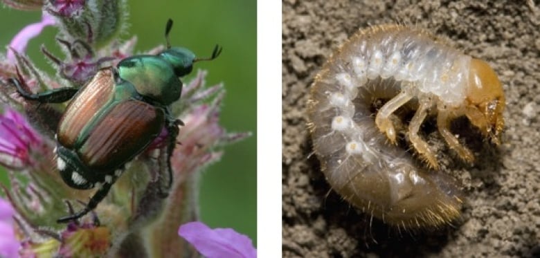 A metallic green beetle on the left. A translucent insect larva that looks like a C-shaped worm on the right.