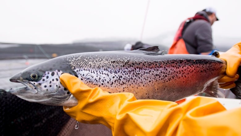 A closeup of a fish being held by a person with gloves.