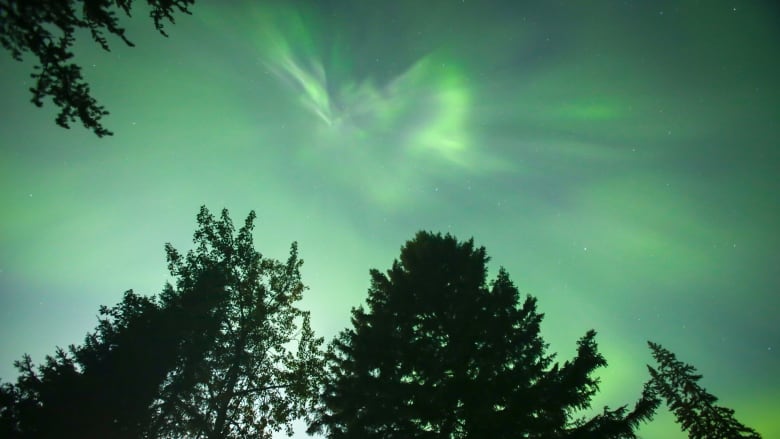 The northern lights seen through a canopy of trees.