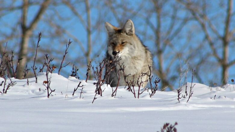 A coyote strolling through Nose Hill Park.