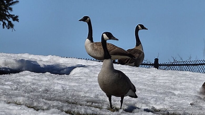 Three Canada geese on a snowy field.