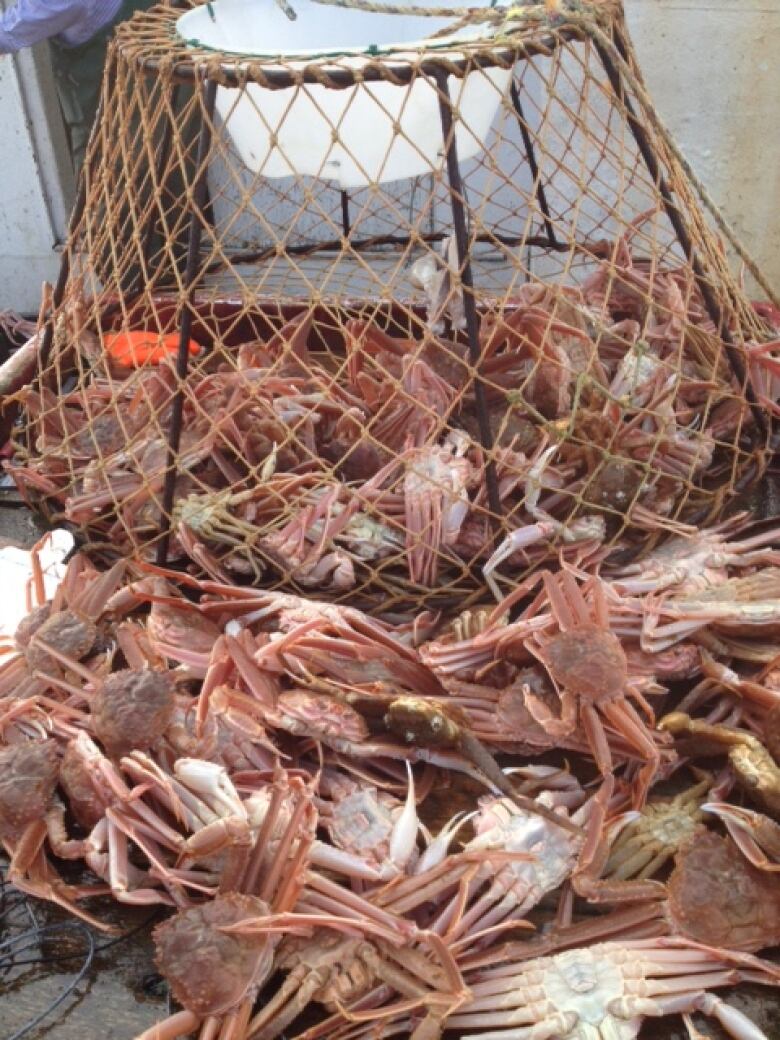 many crab are stacked on top of each other.