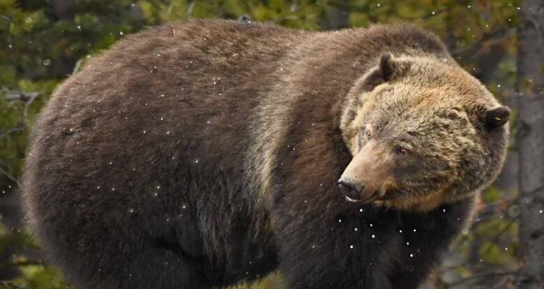 A close-up shot of a brown grizzly bear.