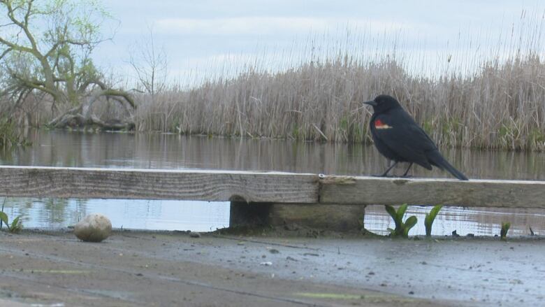 A bird perched on a piece of wood