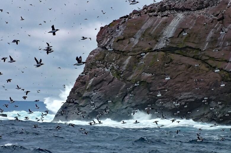 Hundreds of seabirds fly around and sit on a cliff overlooking the ocean.