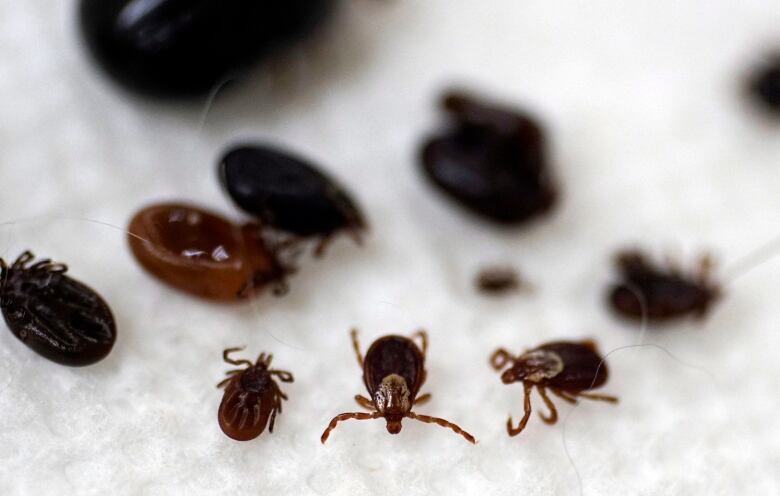 Deer ticks are smaller than the common brown dog tick and can be vectors for Lyme disease. 