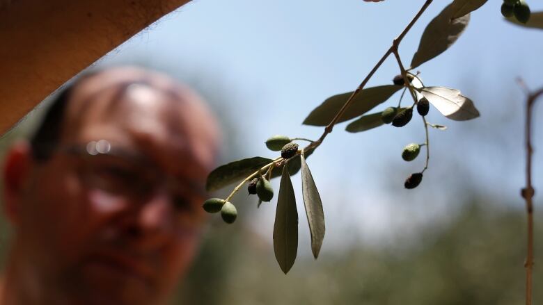 Italian olive oil producer Francesco Suatoni checks an olive tree in his plantation in Amelia.