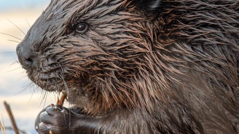 A beaver eating a branch.