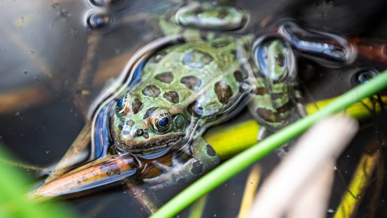 Spotted frog resting in water