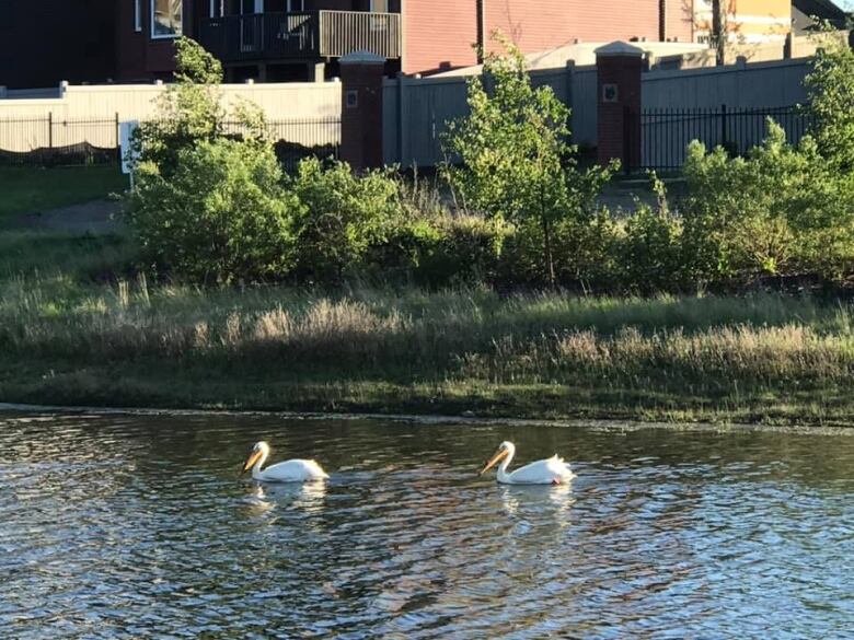 Two pelicans float on a pond in the city, with apartment buildings in the background.