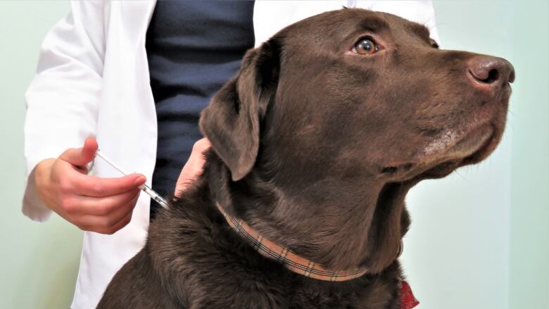 A veterinarian in a white lab coat administers a needle to a chocolate Labrador retriever dog.