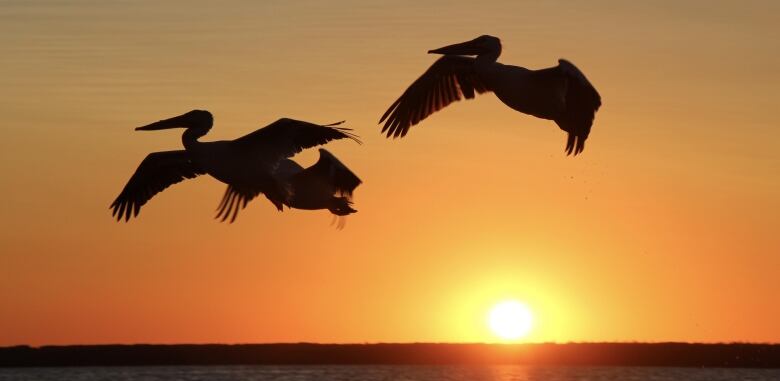 Three pelicans seen in silhouette fly in front of a sunset.