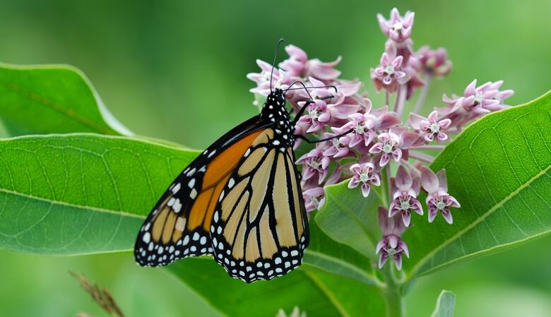 A monarch butterfly on a light pink flower