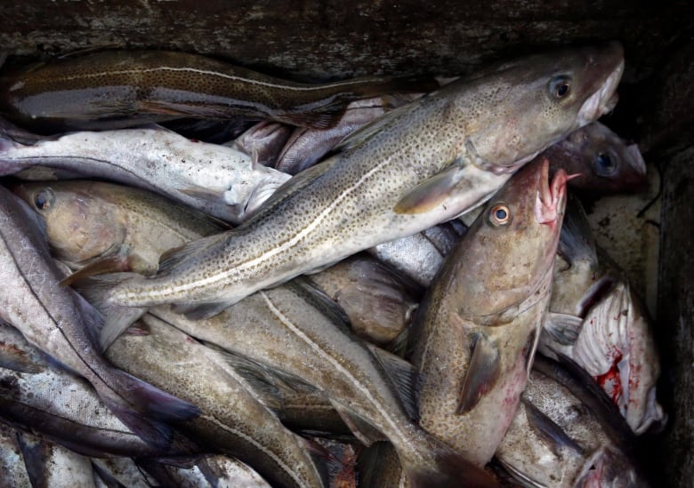 A bunch of grey fish on top of each other.