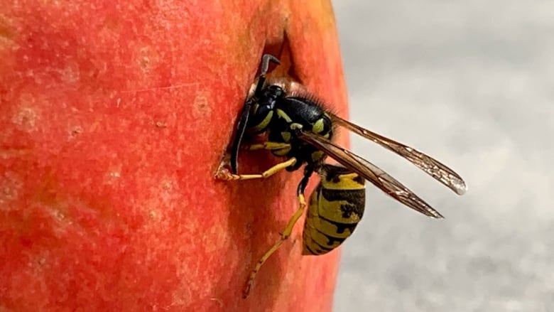 A close-up photograph of a yellow jacket with its head in the piece of fruit.