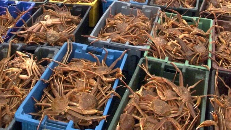 Blue, green and yellow plastic tubs are filled with large brown snow crabs.