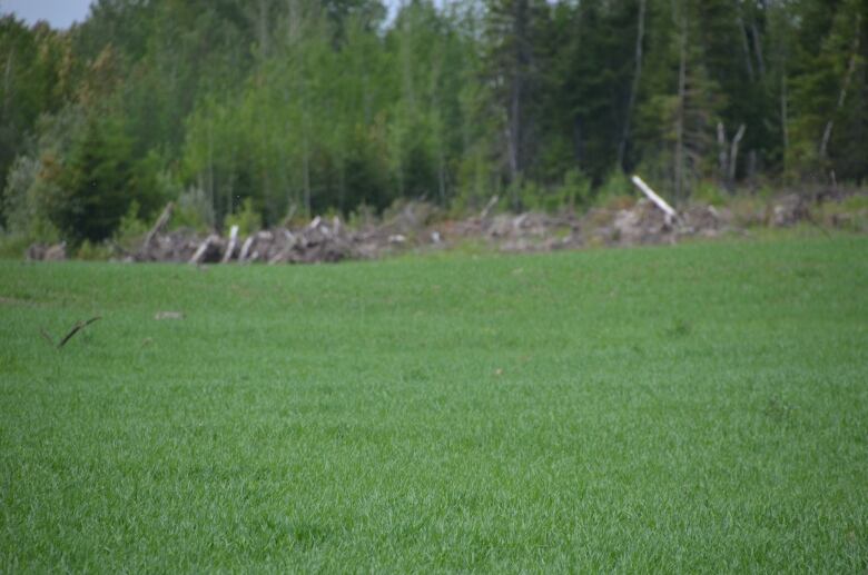 Field and forest.