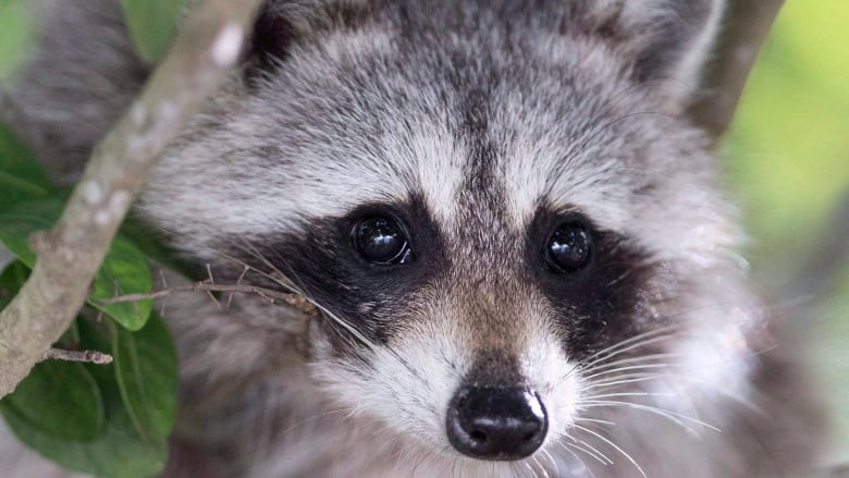 A racoon.