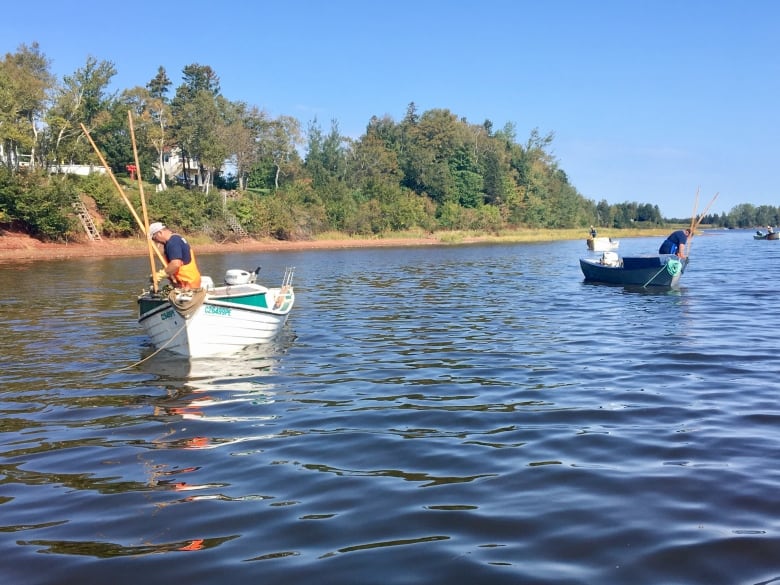 Fishermen using tongs to pull up oysters from Cascumpec Bay.