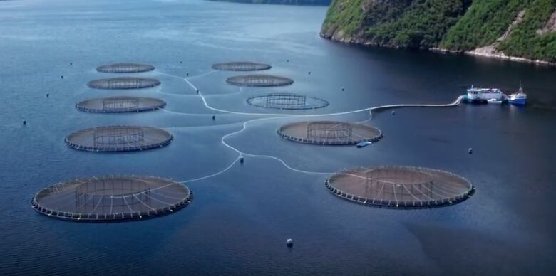 An aerial photo of open net salmon cages on Newfoundland's south coast.