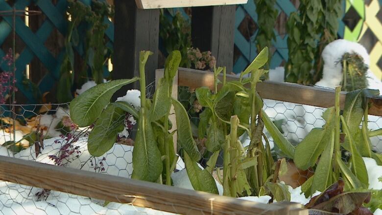 Plants are in a garden bed surrounded by snow. 