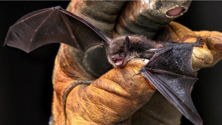 A close up of a small bat in someone's gloved hand.