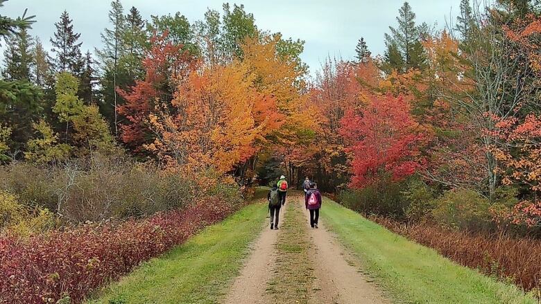 A group walks along the Confederation Trail with the trees in full fall colour.