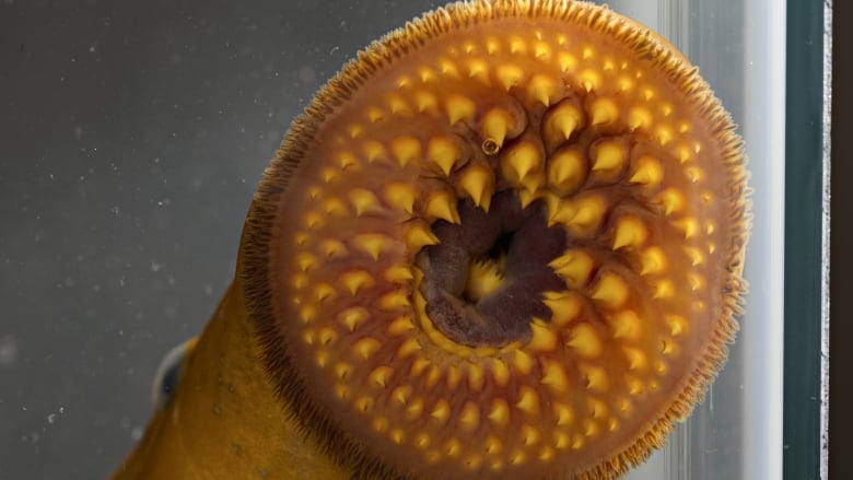 A shot of a sea lamprey with its mouth open, revealling rows of teeth and a rasping tongue in the middle.