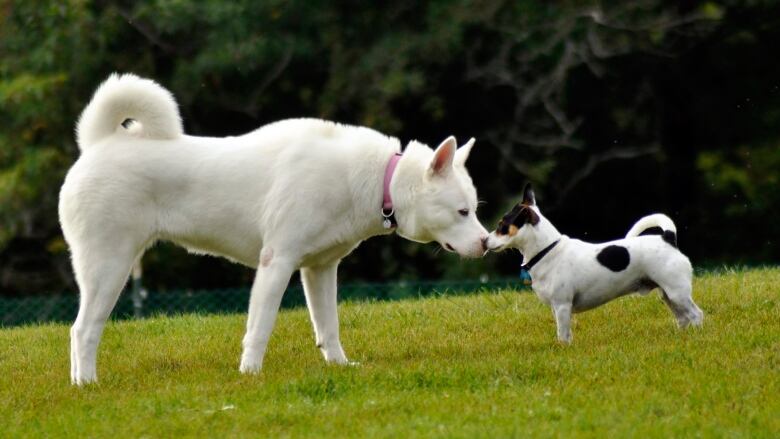 Two dogs sniff noses