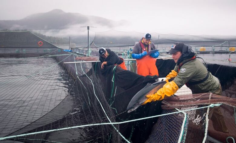 A person holds a large fish over the edge of a boat.