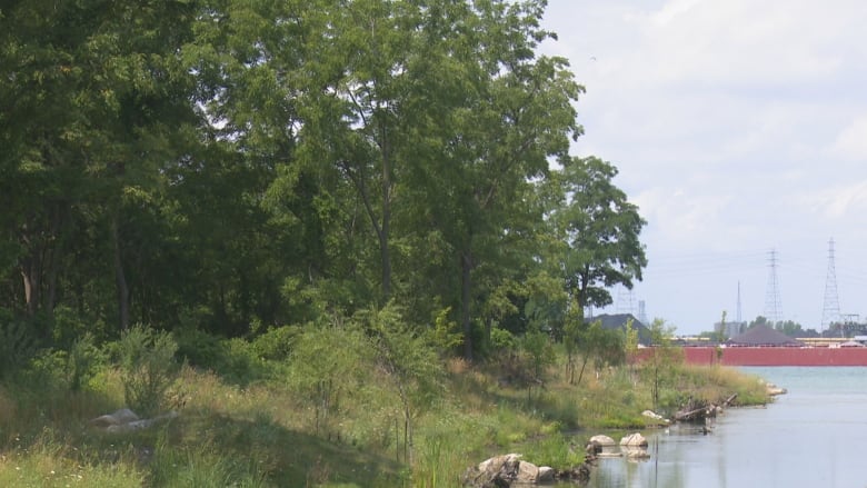 A river running alongside group of trees.