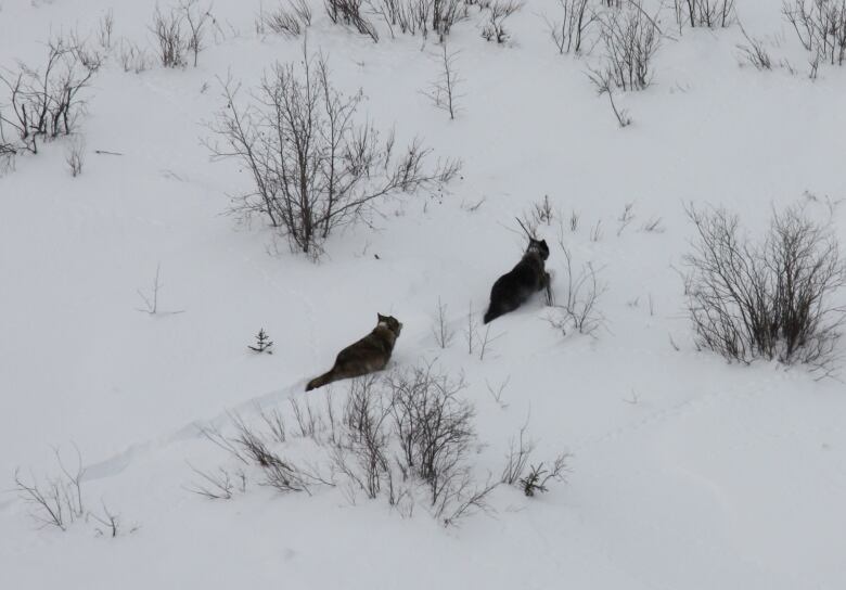 Two wolves run through the snow wearing collars. 