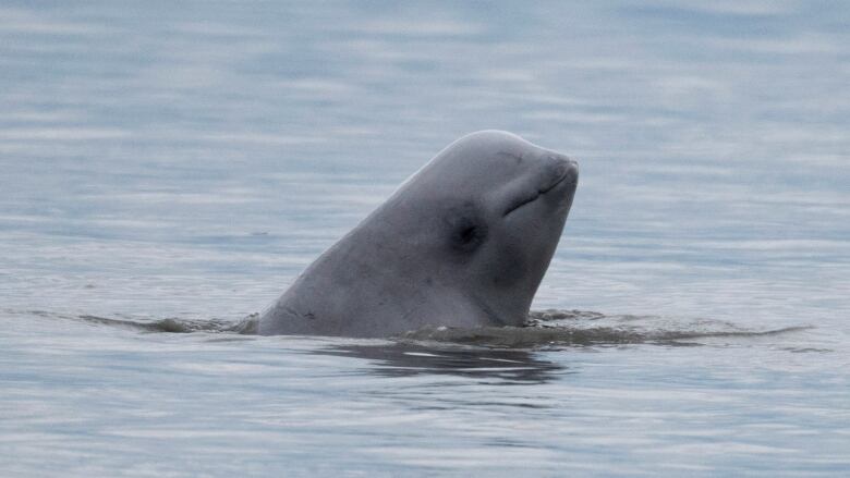 A beluga whale surfaces.