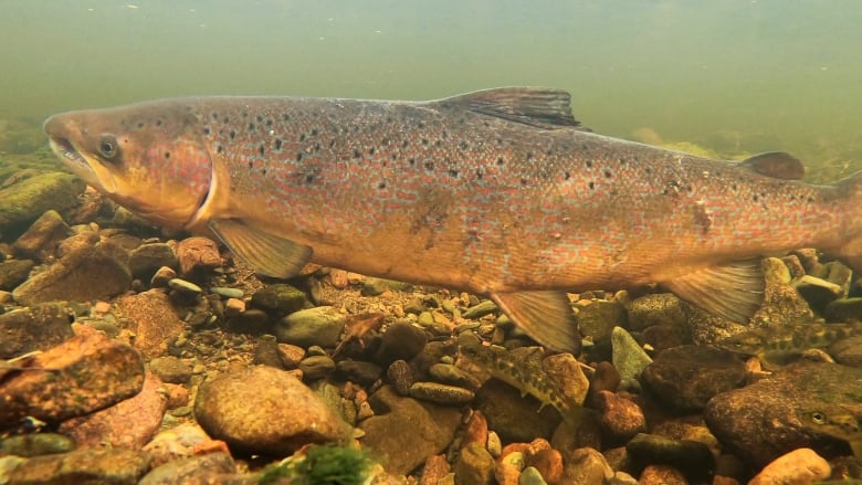 An underwater photo of a fish, with silvery, pink and brown speckled scale pattern, near a rocky river bottom.