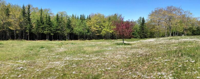 A green field.