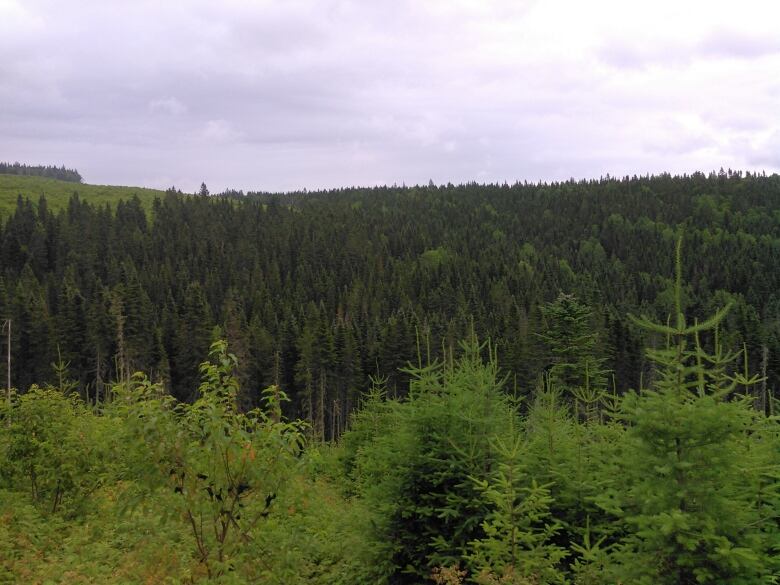 A hill full of balsam firs and an indigo coloured sky