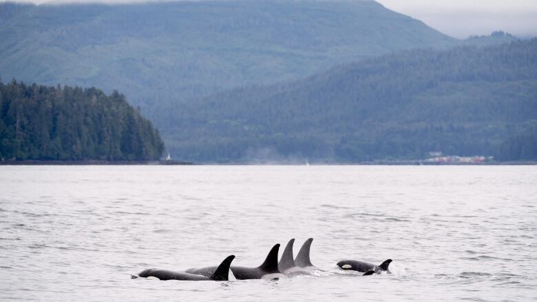 Several orcas are pictured swimming in the ocean with mountains in the background. 