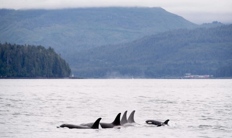 Several orcas are pictured swimming in the ocean with mountains in the background. 