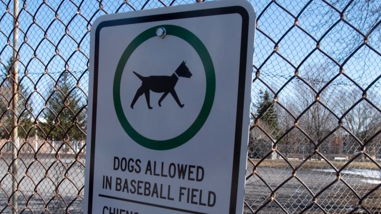 A sign on a baseball field in early spring says dogs are allowed there.