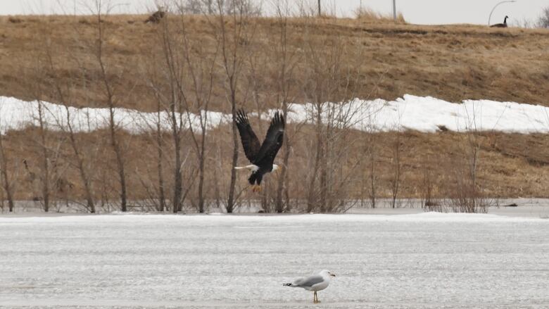 A bald eagles flies over a frozen lake.